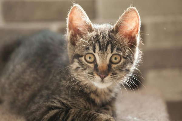 Les tendances actuelles en matière d'accessoires pour chats