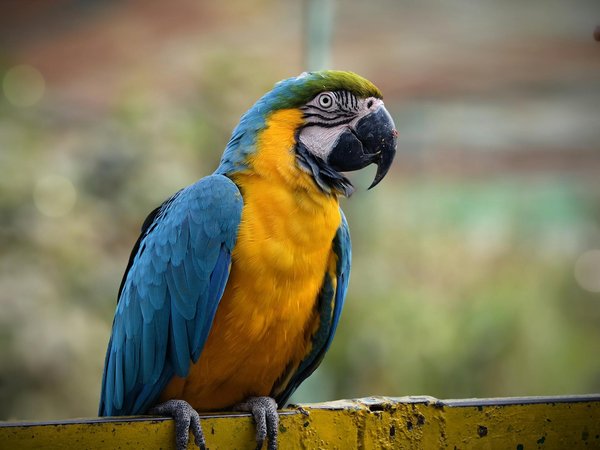 Comment préparer mon chien à un voyage en voiture de longue distance sans stress ?