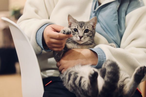 Top 5 conseils pour bien assurer votre animal de compagnie