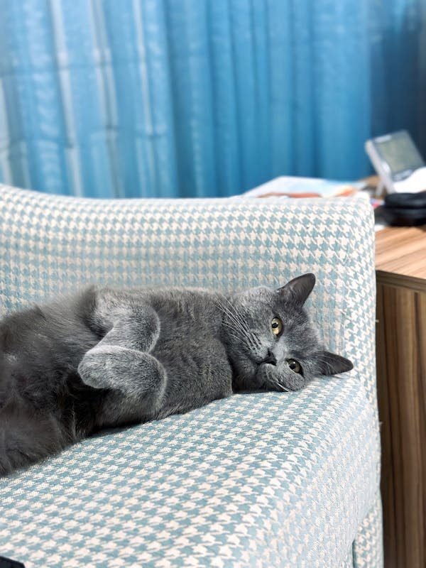 Les fontaines à eau pour chat : trouvez la meilleure option